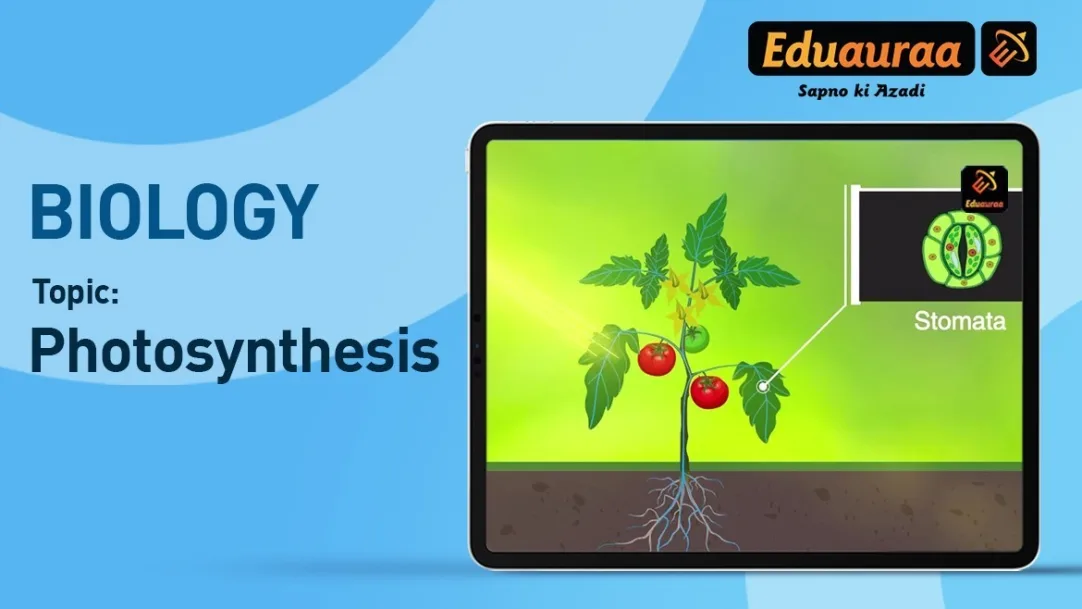 Photosynthesis in Plants 