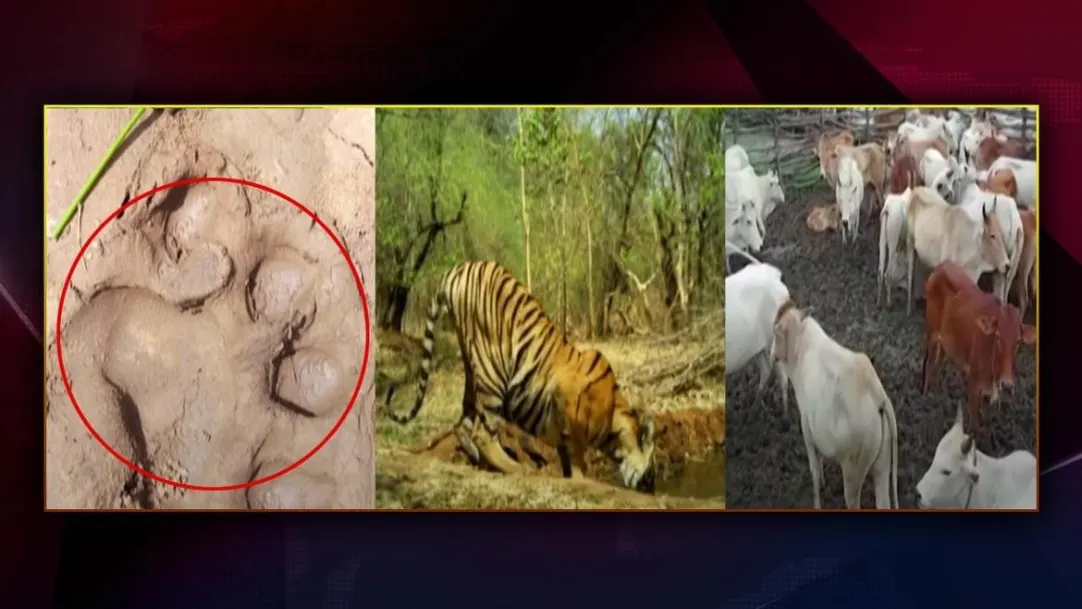 Public Panic As A Wandering Tiger Spotted In Adilabad District 