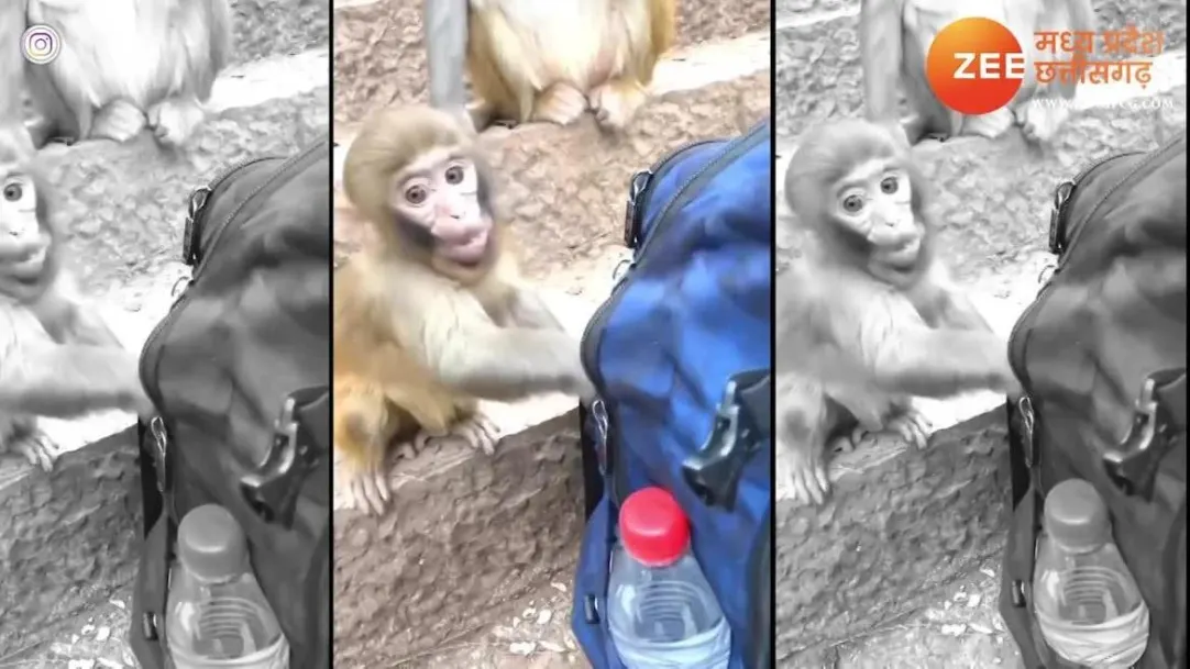 viral two cute monkey funny video bandaron ka video eat pav roti snmp 