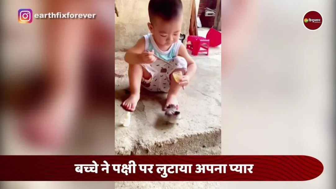 cute viral video little boy feeding ice cream to bird 