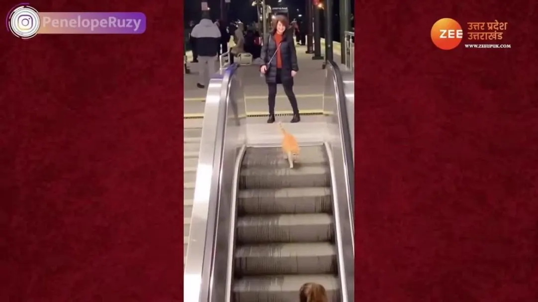 Cat funny incident caught in mall elivator video went viral on internet 