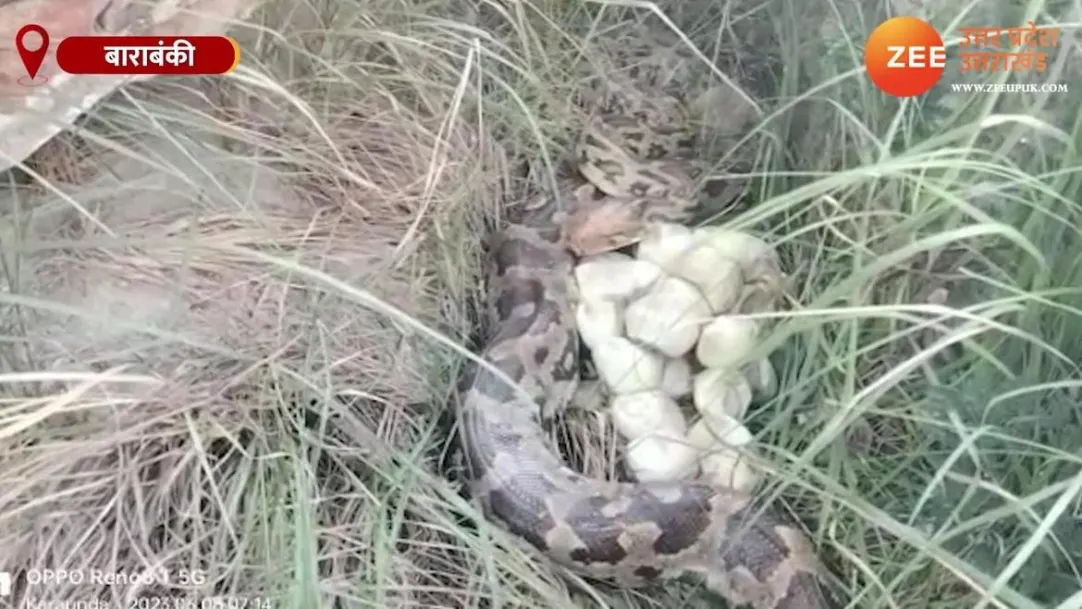 Barabanki News female python laid more than 20 eggs in village rescued by forest department team 