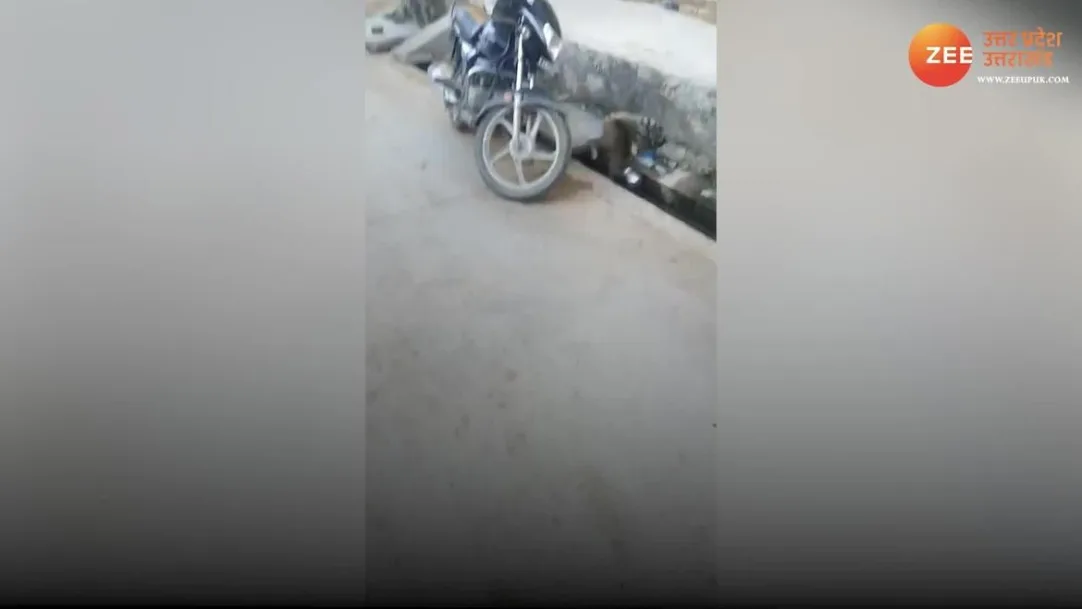 Viral video Cat head stuck in pot kept playing Kabaddi on road 