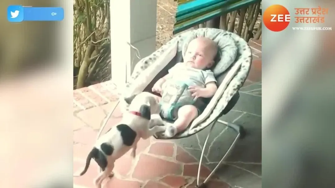Trending Cute puppy and child lovely video viral 