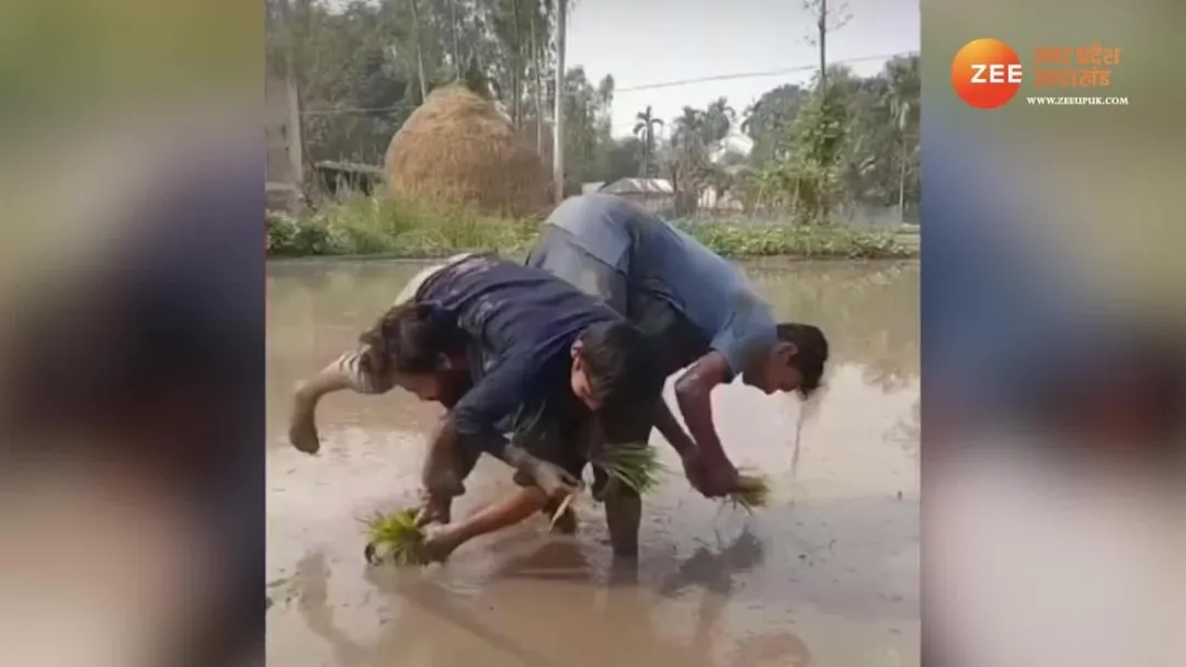 watching amazing technique of sowing paddy in field video goes viral 
