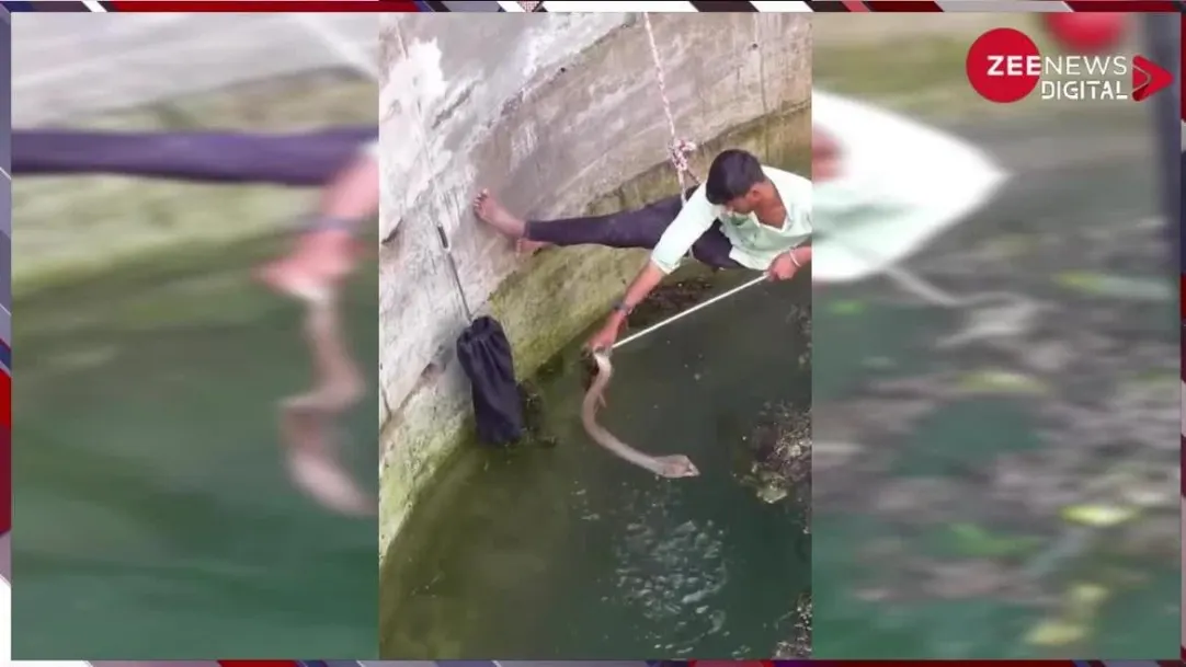 snake rescue operation man catching dangerous cobra watch viral video goes viral on social media 