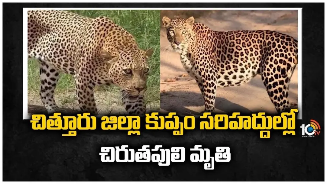 Leopard Caught In Chittoor Dist Borders 