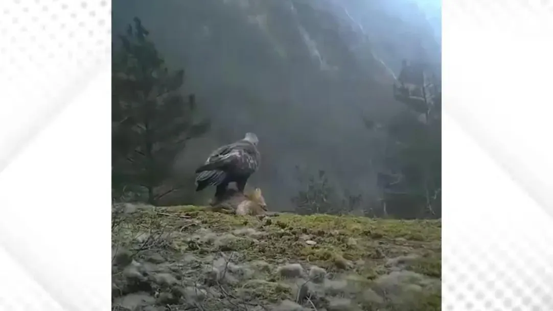 The Eagle hunted the fox in the forest and flew away in the sky Watch Video 