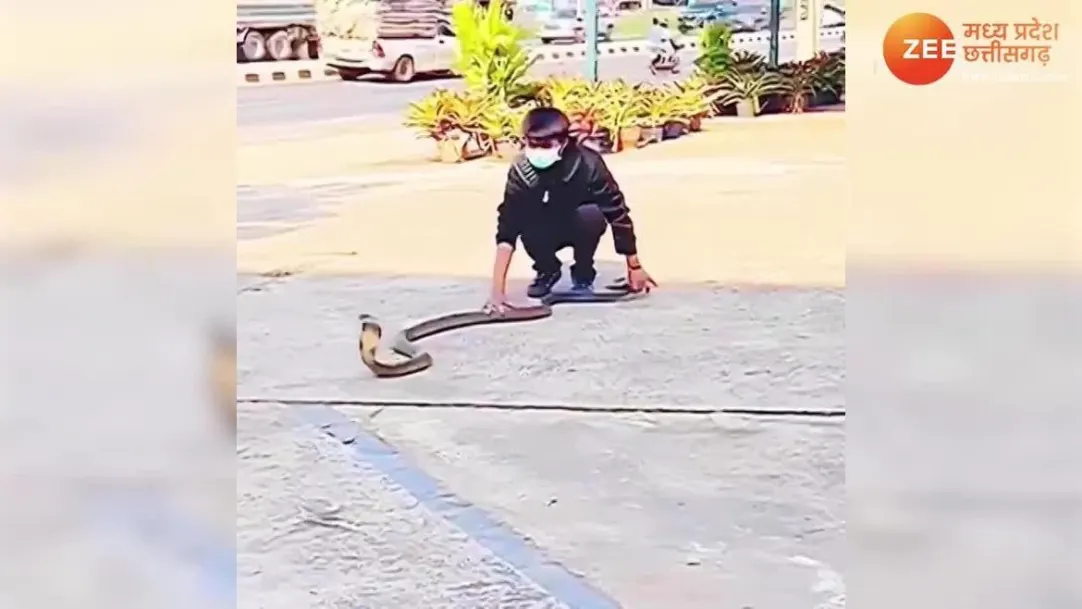 Cobra Returns boy fight with dangerous snake on road snap ka video viral kobra sdmp 