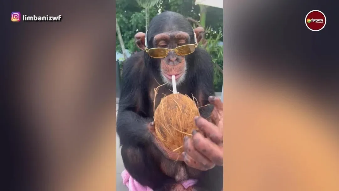 chimpanzee seen sitting with swag wearing straw wearing yellow colour sun glasses and drinking coconut 