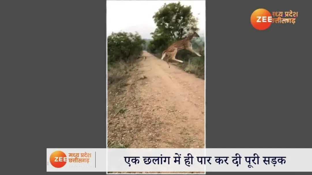 deer video viral deer crossed road in one jump in pench tiger reserve watch last year most trending video sdmp 