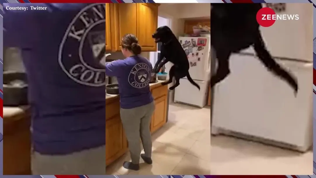 viral video of hungry dog doing high jumps for food in kitchen cute video goes viral on social media 