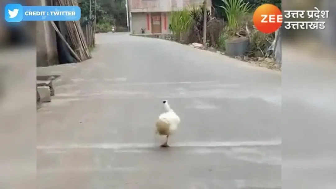 Duck catwalk viral video matak matak kar chali batakh ka video 