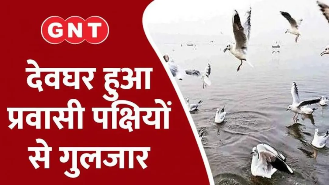 These birds come after flying thousands of kilometers Deoghar buzzes with migratory birds 
