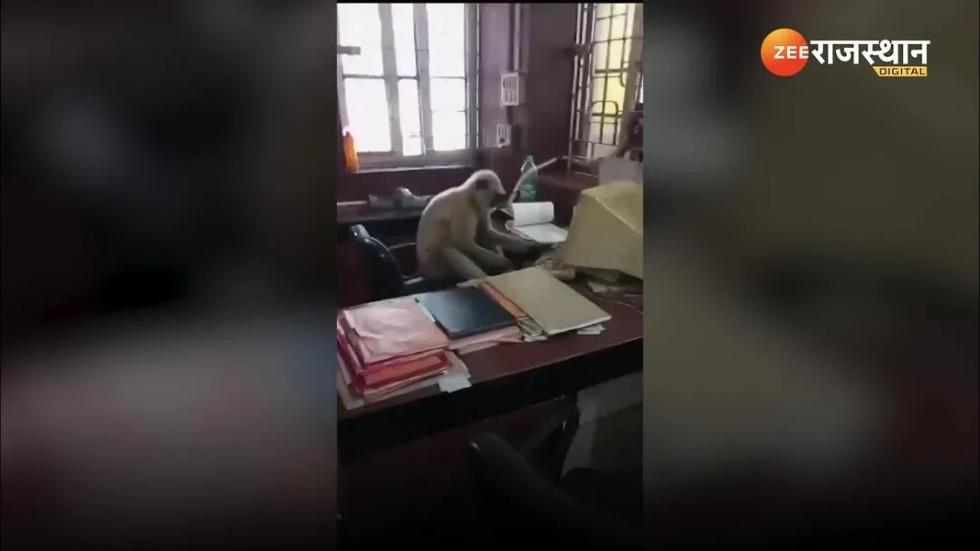 Funny Video Candidates wait is over Monkey take over office work 