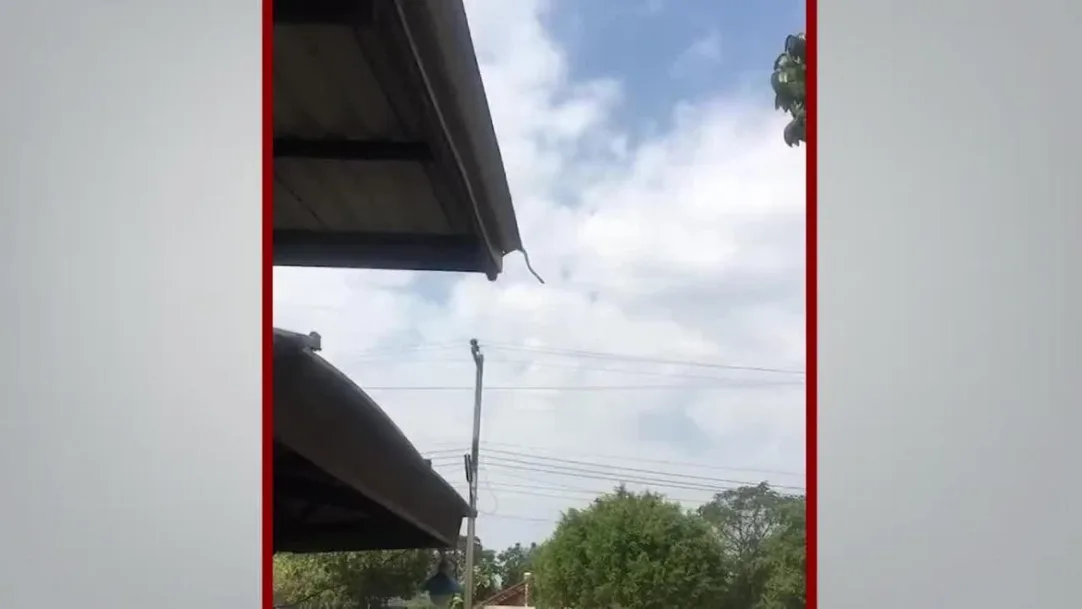 Dangerous Snake stunt video viral on social media watch video 