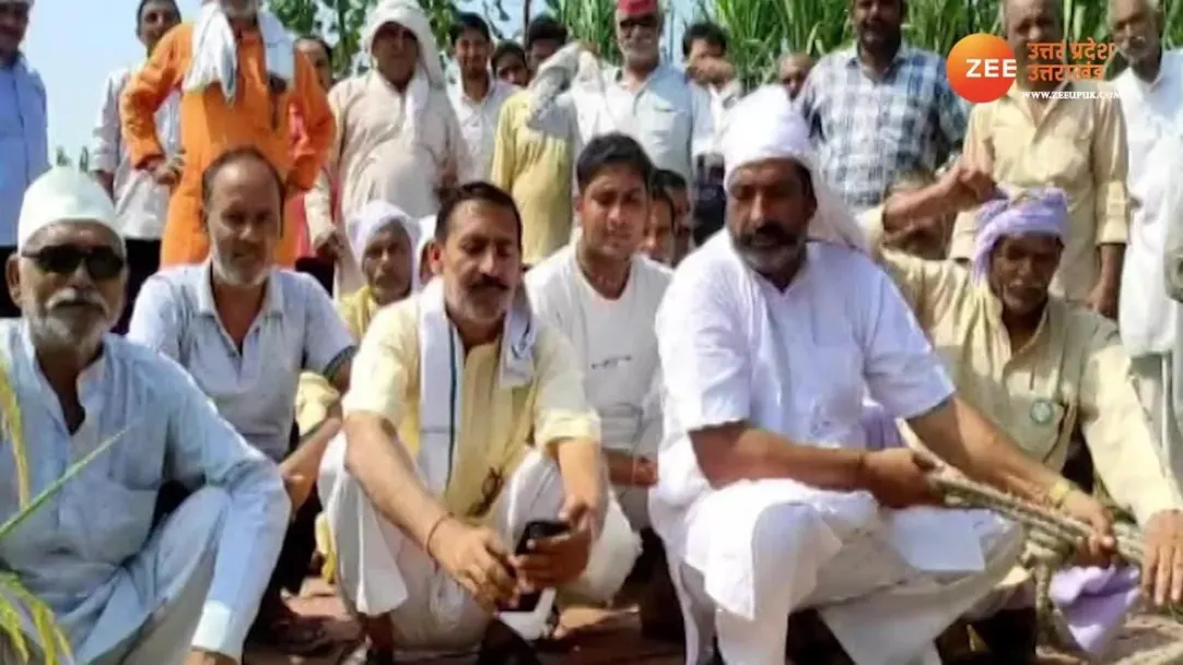 Farmers angery over not getting  price for sugarcane video of sugarcane uprooted from fields goes viral 