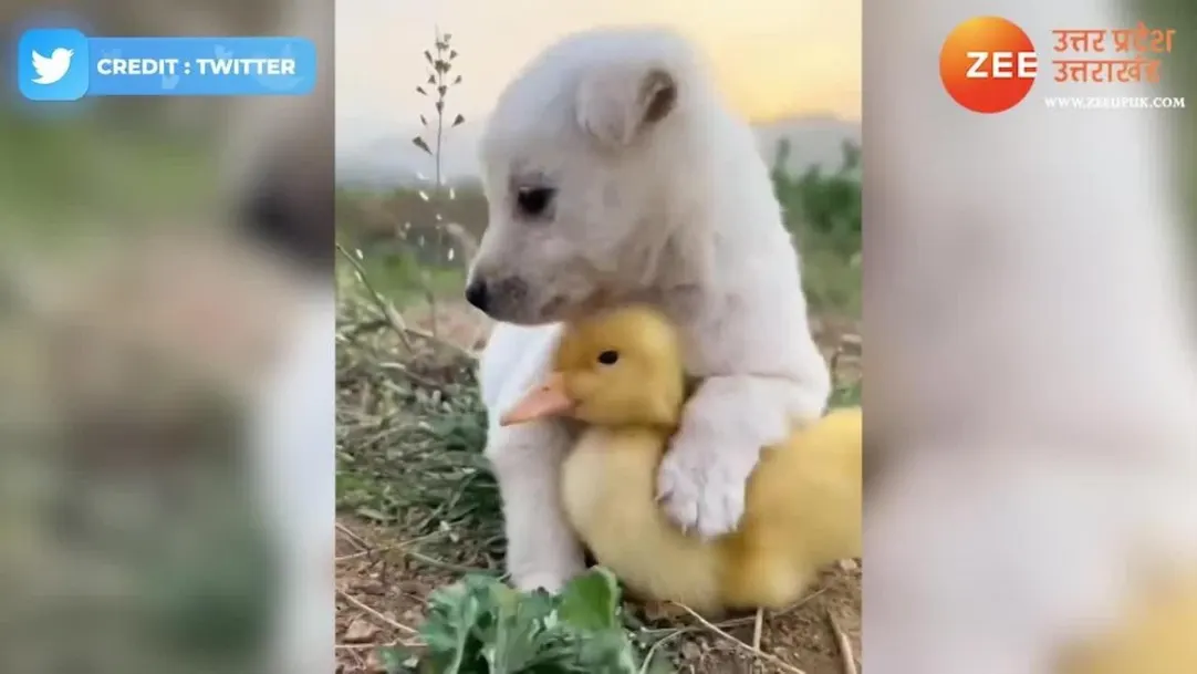 cute puppy playing with ducklings viral video 