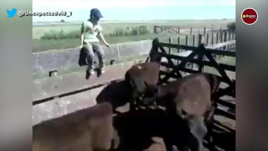 funny viral video of a man seen kicking cow without any reason get instant karma 