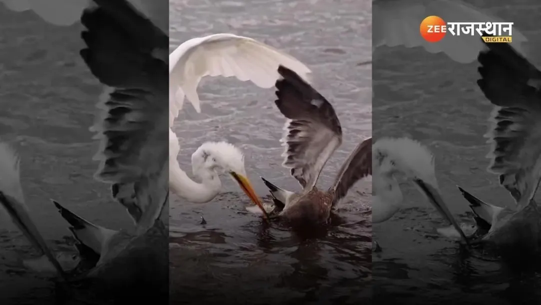Eagle and heron fought for fish like street hooligans watch video 
