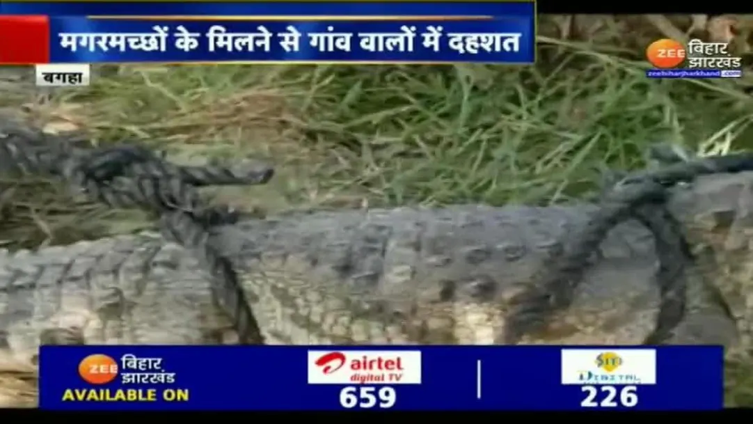 crocodiles found in three different villages of bagaha bihar all rescued 