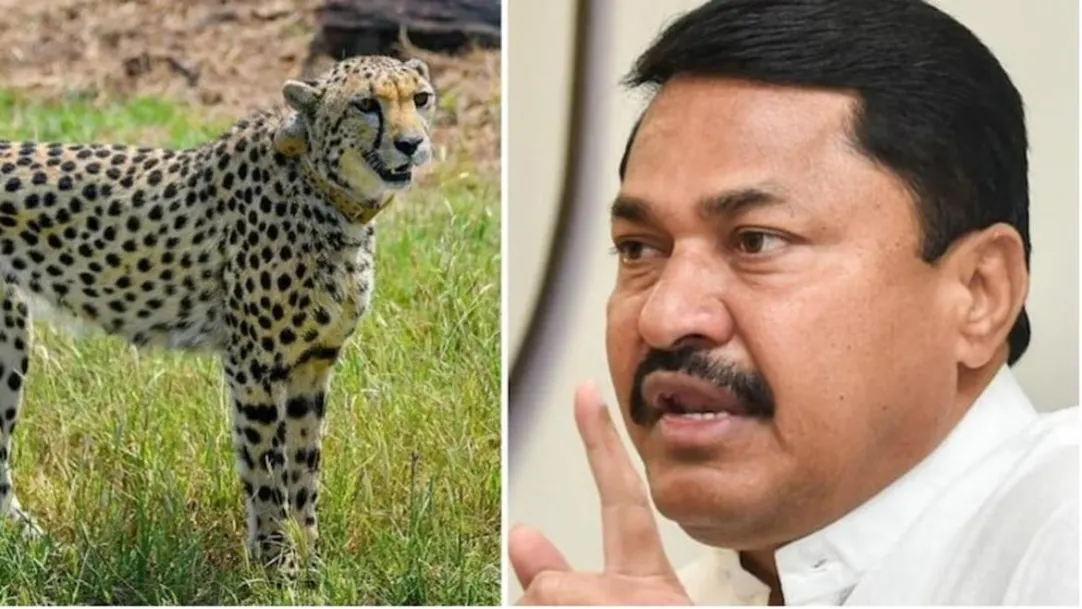 Congress leader blames 'Nigerian' Cheetahs for lumpy virus in India; Delhi Police arrests 4 PFI members; more 