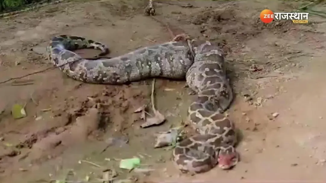 15 feet long python found in millet field rested after hunting jackal at karauli 