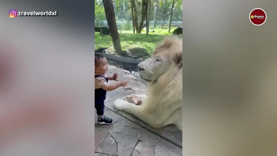 shocking viral video of little kid playing with lion 