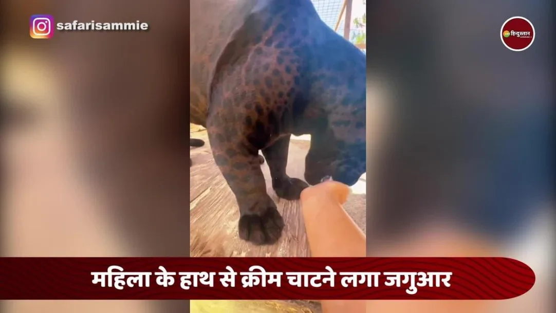 funny viral video of jaguar licking cream from woman hands 