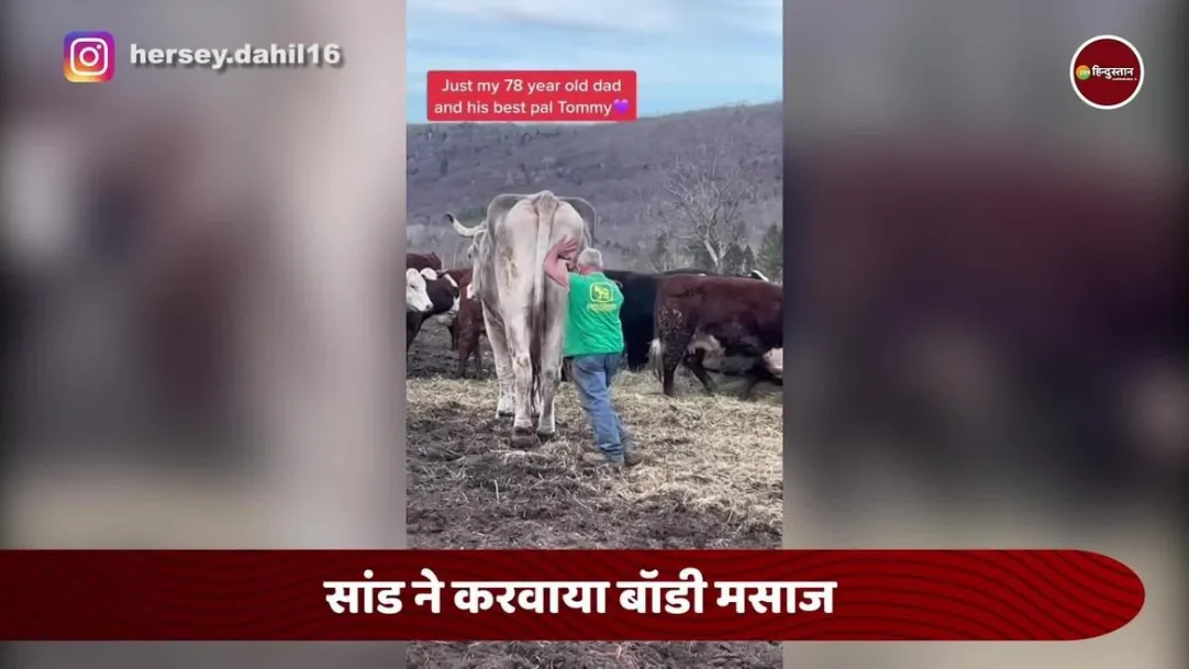 cute viral video  of elderly man giving massage to bull 