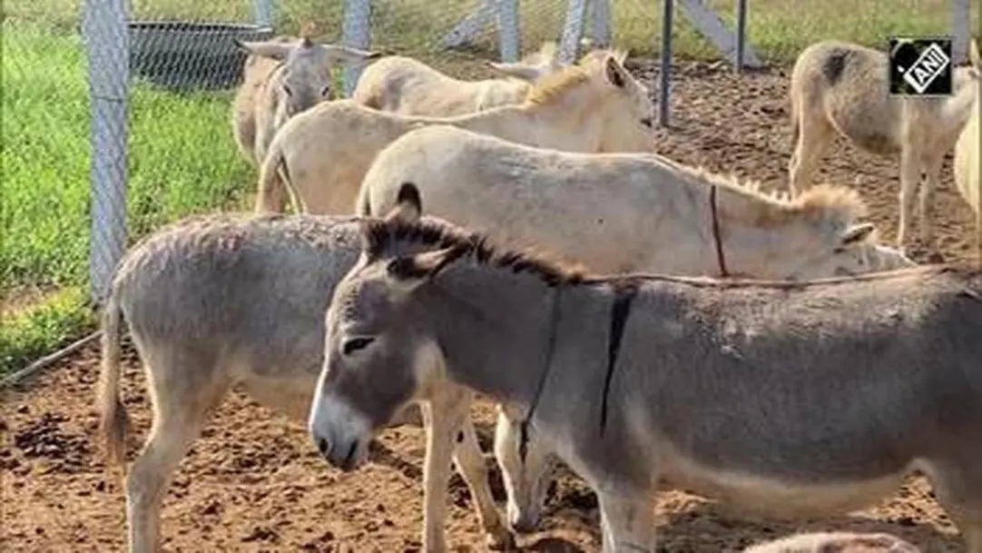 First Donkey milk production farm in Mahabubnagar of Telangana 