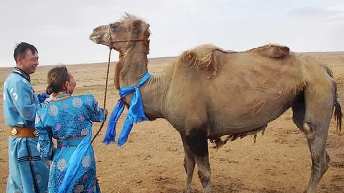 Watch Breaking News Camel walks over 100 km alone in Gobi desert ...