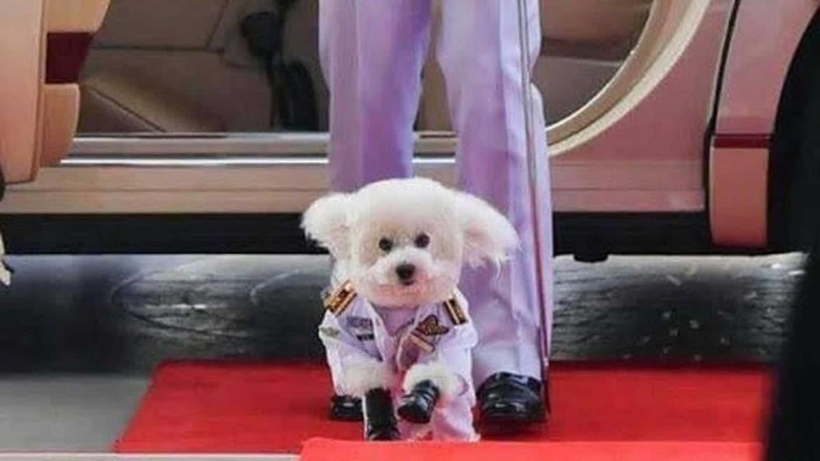 Watch Breaking News WTF news: This country's Air Chief Marshal is a dog |  ZEE5 Latest News