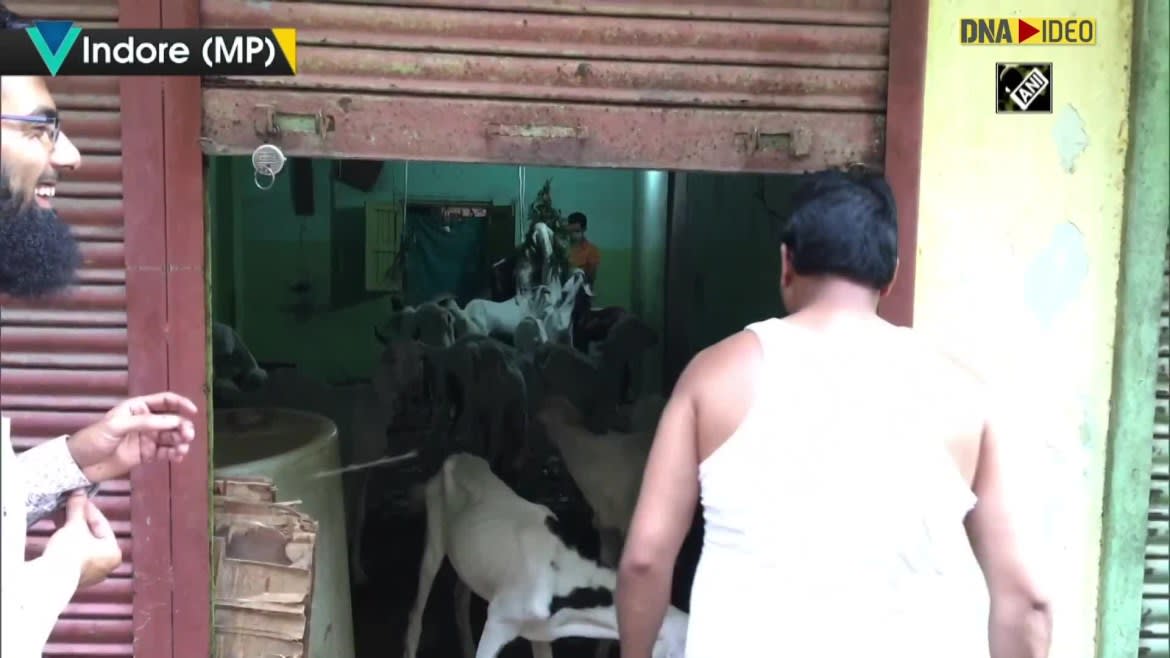 Watch Breaking News Online Selling Of Goats Starts In Indore As Bakrid Nears Zee5 Latest News Dna sequencing is the process of determining the sequence of nucleotides (as, ts, cs, and gs) in a piece of dna. zee5