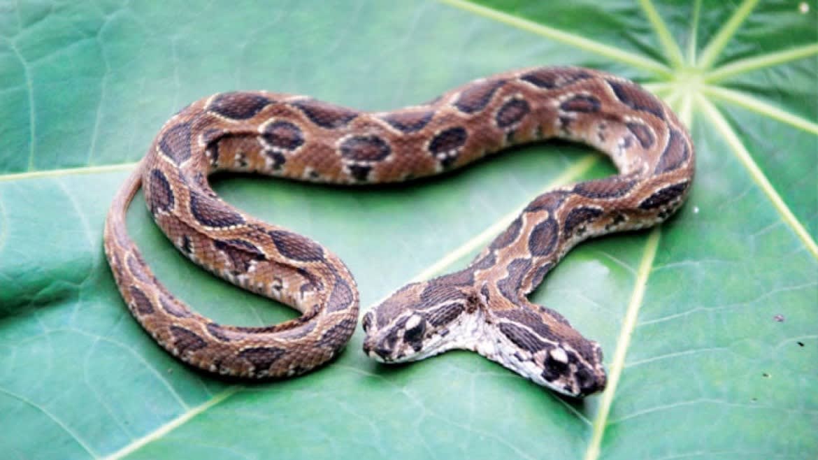 Watch Breaking News Rare Two Headed Ghonas Snake Found In Kalyan Zee5 Latest News