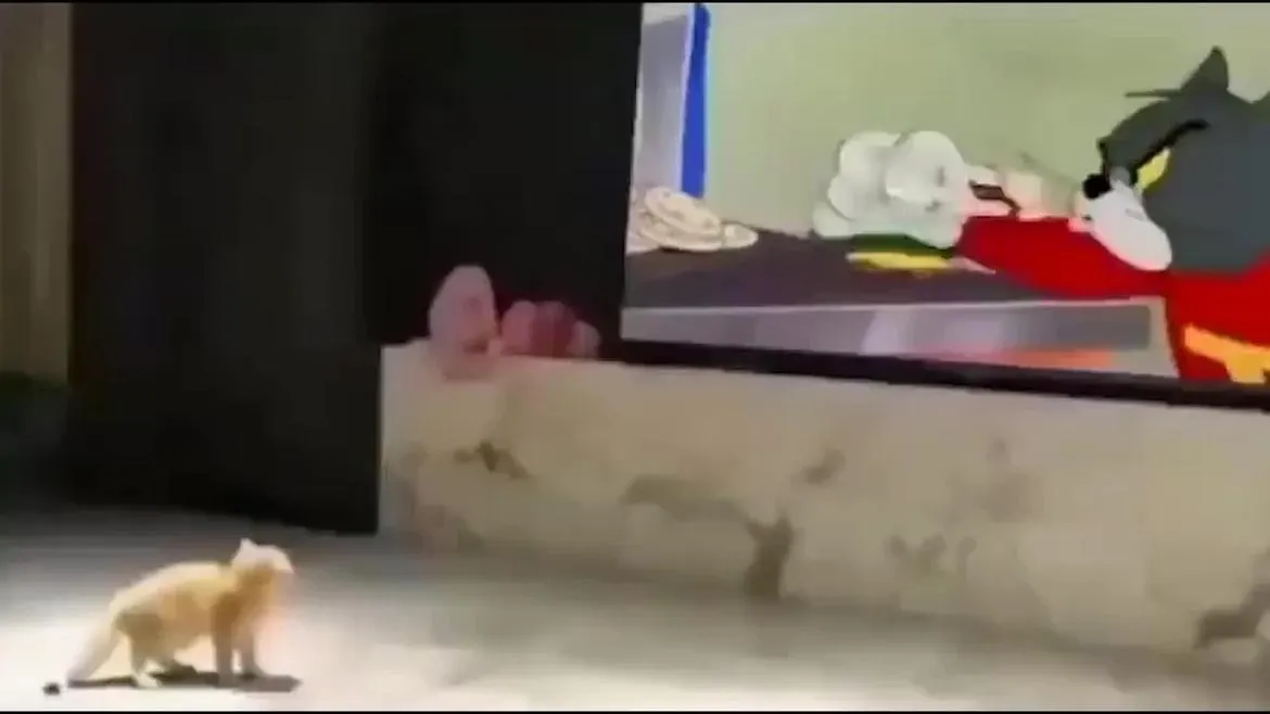 Watch Breaking News viral video of cat runing after watching tom and
