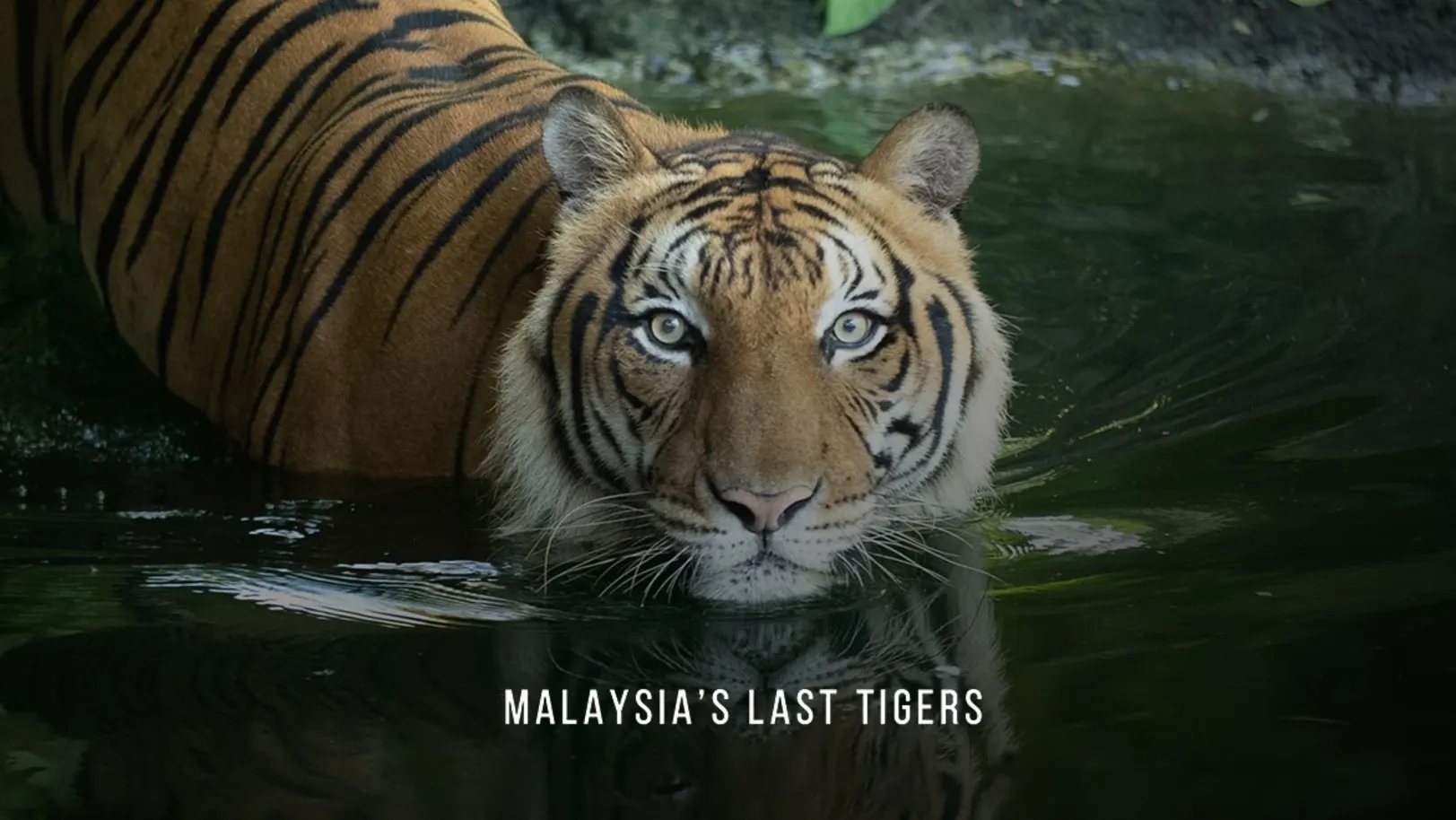 Malaysia's Last Tigers Movie