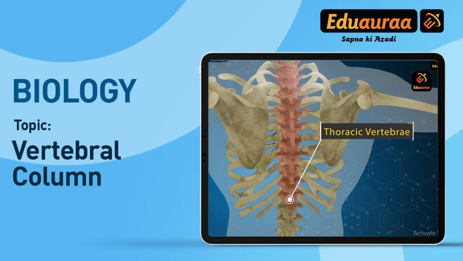 Vertebral Column 