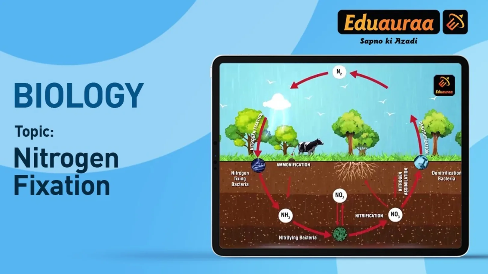 Nitrogen Fixation 