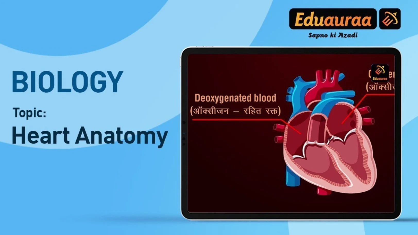 The Anatomy of the Human Heart 
