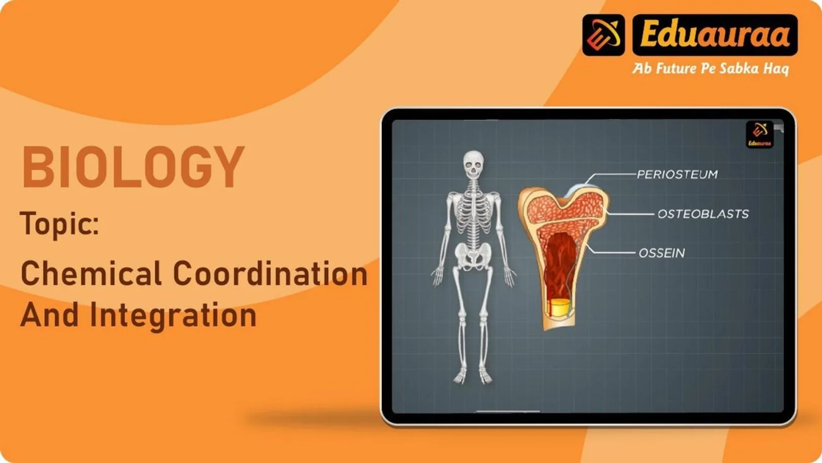 The Human Skeleton and Its Functions 