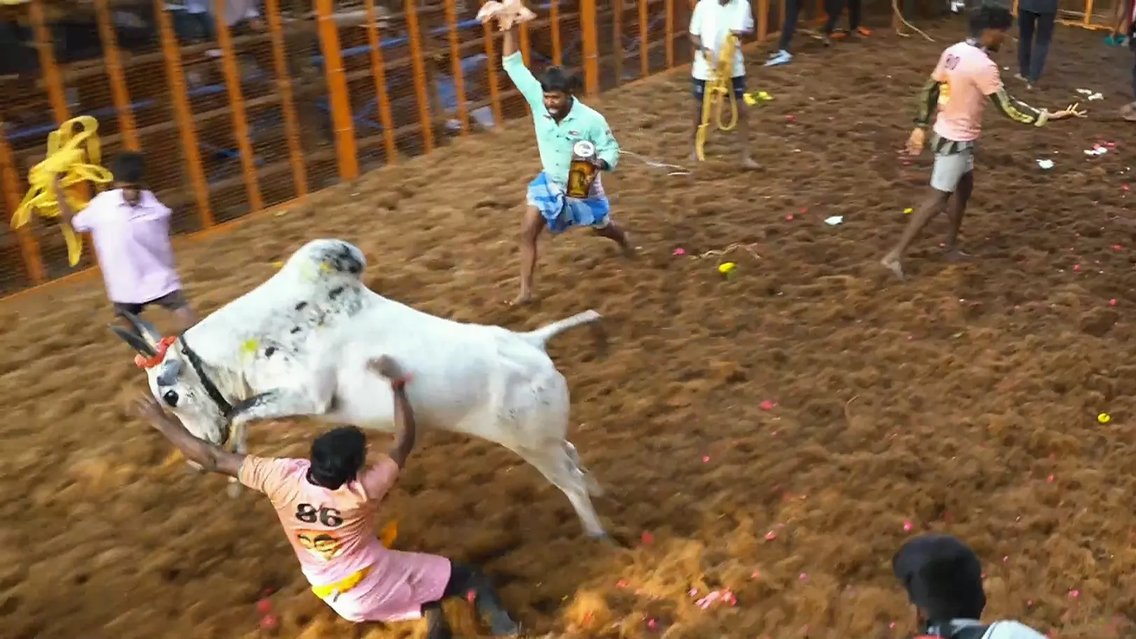 Highlights from Palamedu- Day 2- Clip 1 