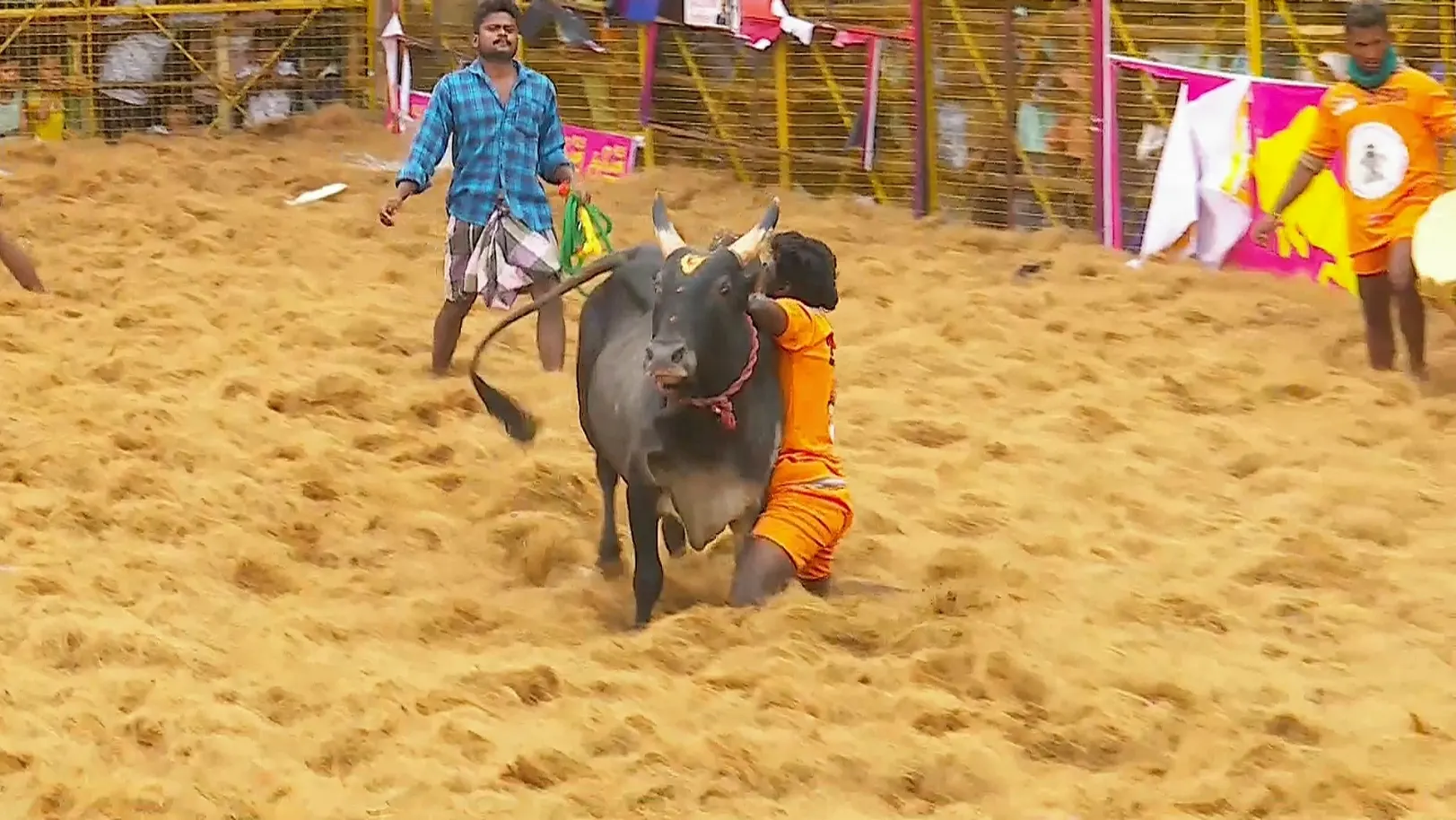 Highlights from Palamedu- Day 2- Clip 6 