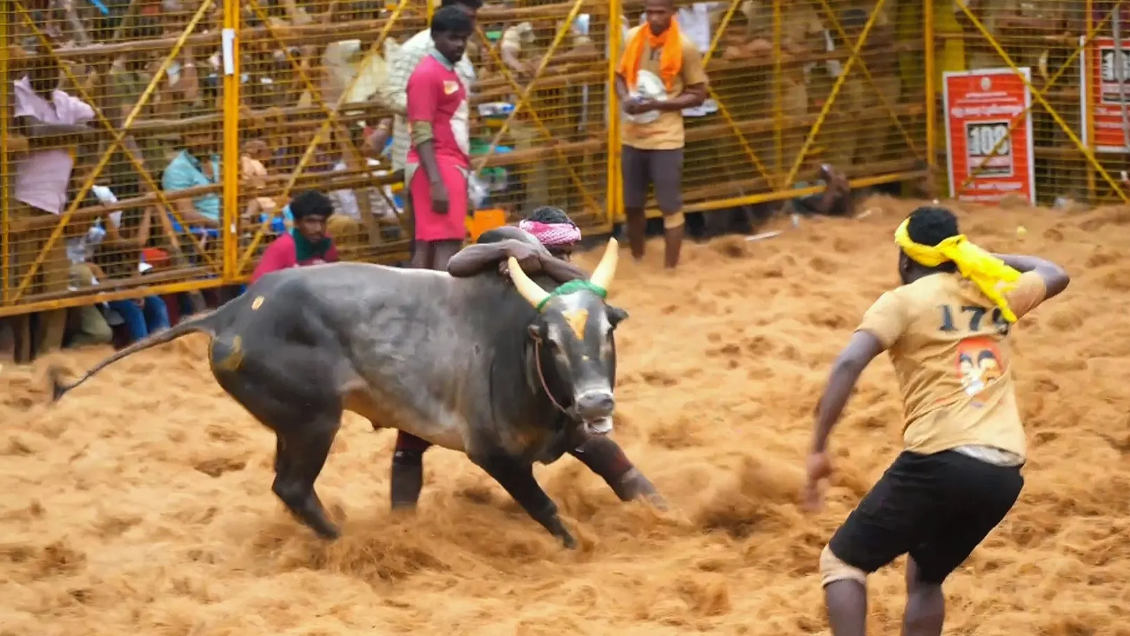 Highlights from Palamedu- Day 2- Clip 8 