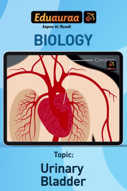 Urinary Bladder