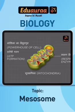 Mesosome