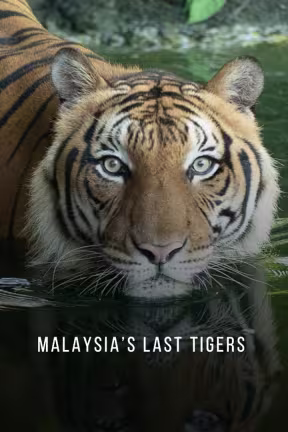 Malaysia's Last Tigers