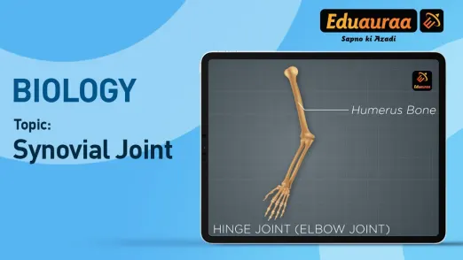 Synovial Joint 