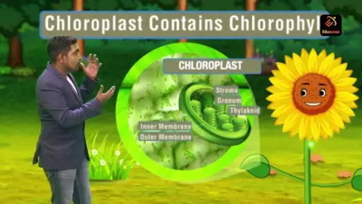 Photosynthesis 
