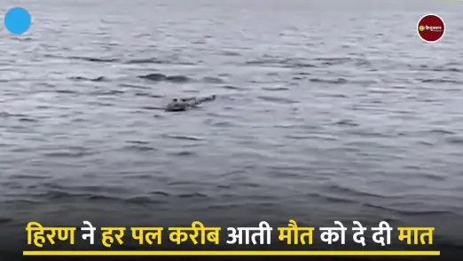 Deer and Crocodile Viral Video: Deer narrowly escapes from crocodile's jaws, watch this video 